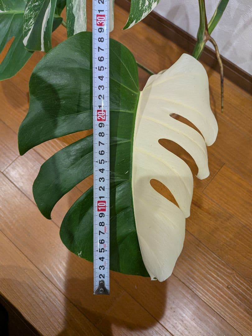 希少品種！斑入りモンステラボルシギアナホワイトタイガーしっかり大葉のハーフムーン