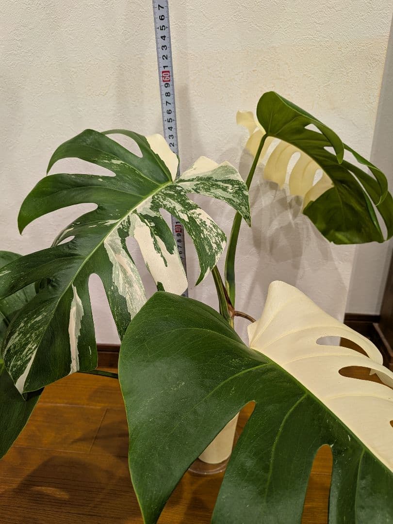 希少品種！斑入りモンステラボルシギアナホワイトタイガーしっかり大葉のハーフムーン