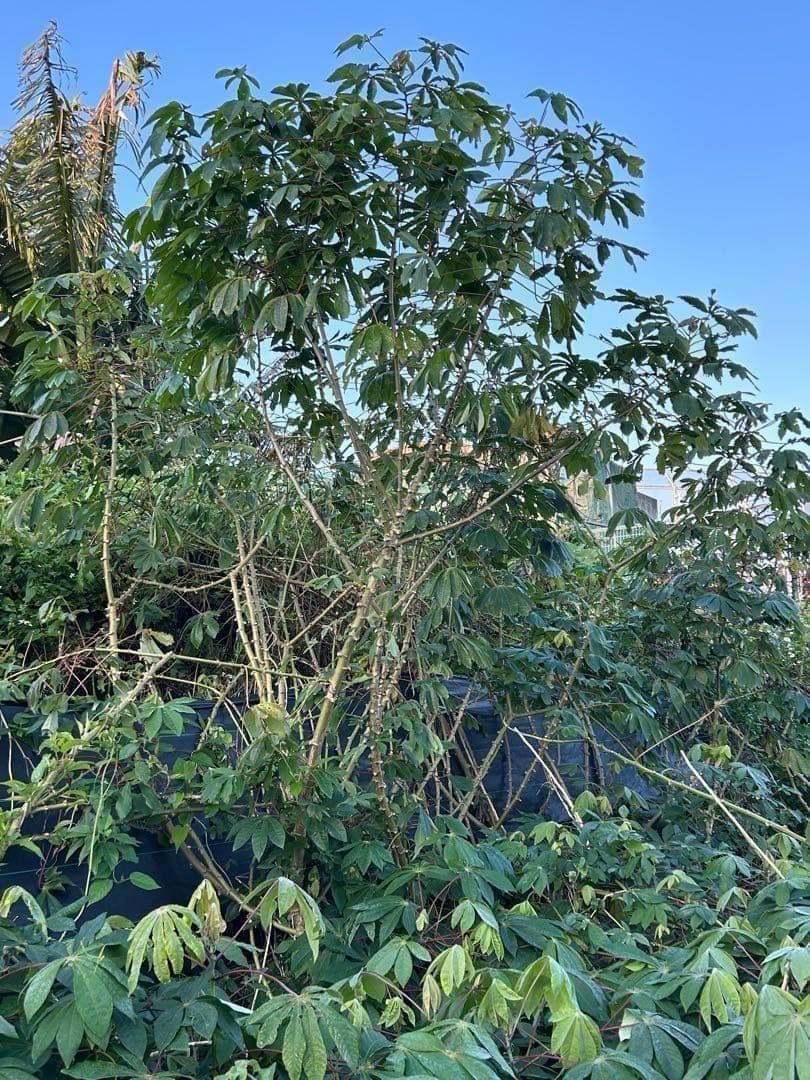 官能的な旨味と甘味。高級種◆キャッサバ・ゴールドSS◆挿し木枝。60サイズ箱満杯