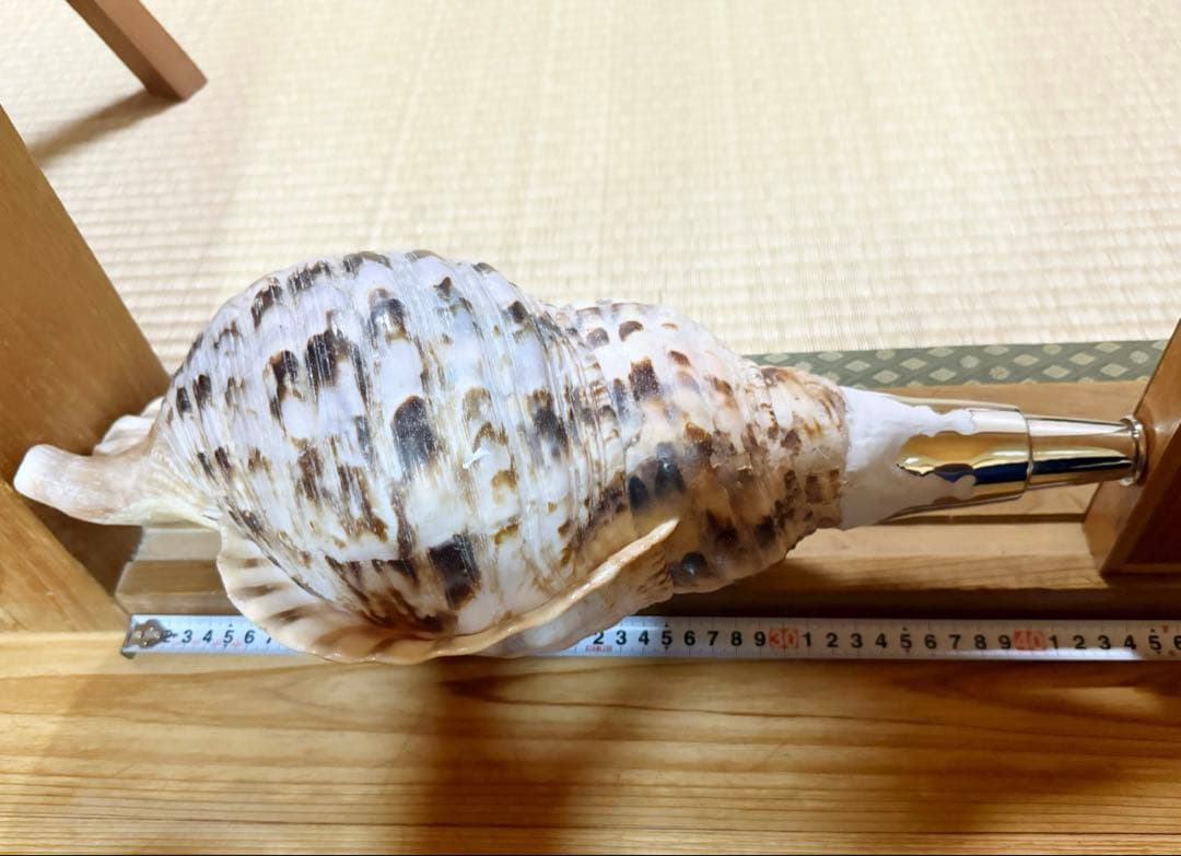 特大肉厚42.5㎝修験道法螺貝　山伏　密教　魔除け　熊よけ❣️ホラガイ　ほら貝