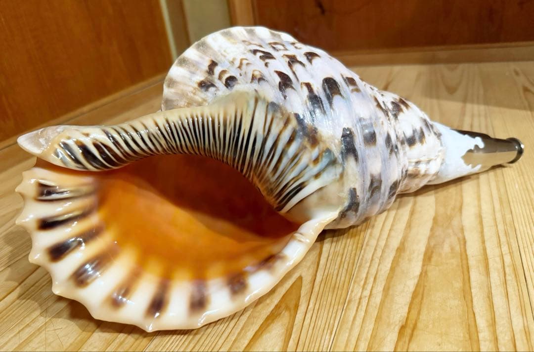特大肉厚42.5㎝修験道法螺貝　山伏　密教　魔除け　熊よけ❣️ホラガイ　ほら貝