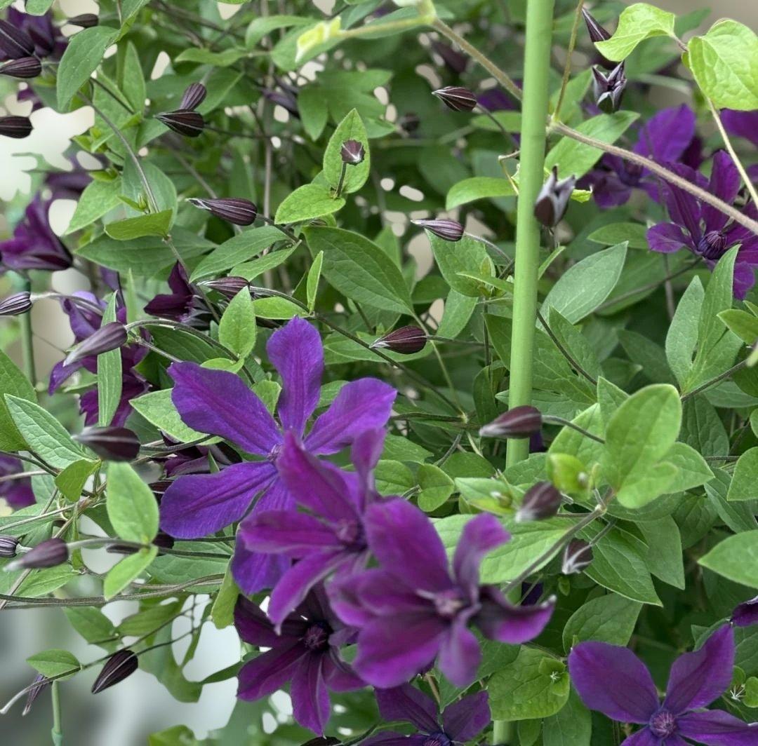 【大株】アフロディーテ　エレガフミナ