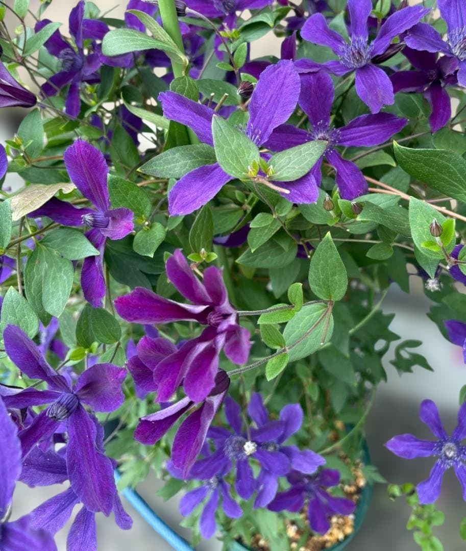 【大株】アフロディーテ　エレガフミナ