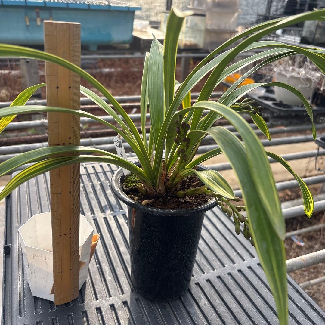 キンリョウヘン原種　若松　花芽4付