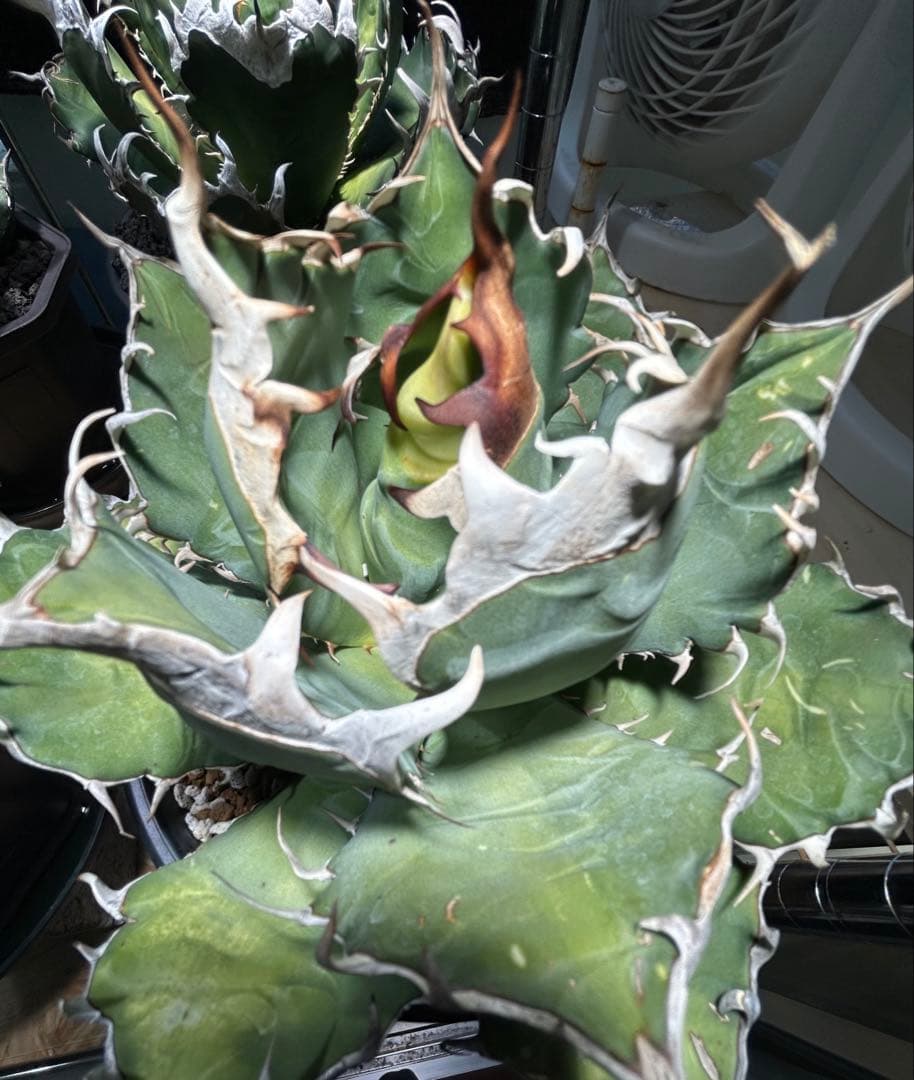 Agave oaxaca oteroi現地実生SP ウネリ有(オアハカ オテロイ