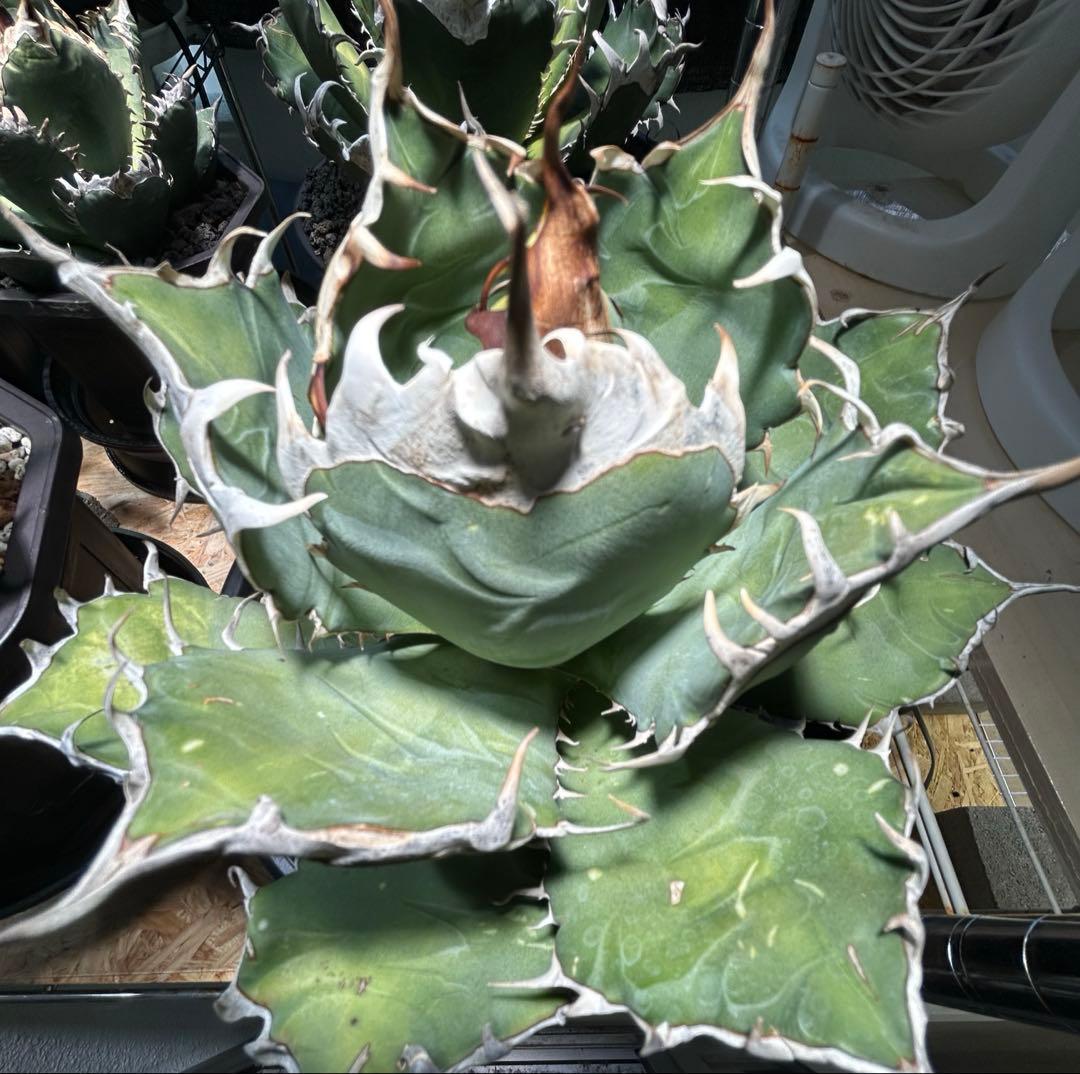 Agave oaxaca oteroi現地実生SP ウネリ有(オアハカ オテロイ
