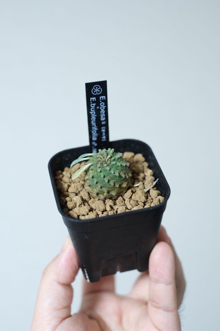 銀*k様 オベサ鉄甲