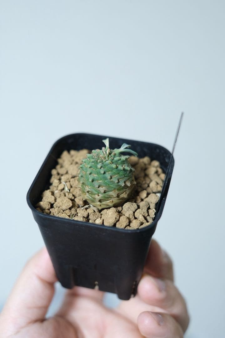 銀*k様 オベサ鉄甲