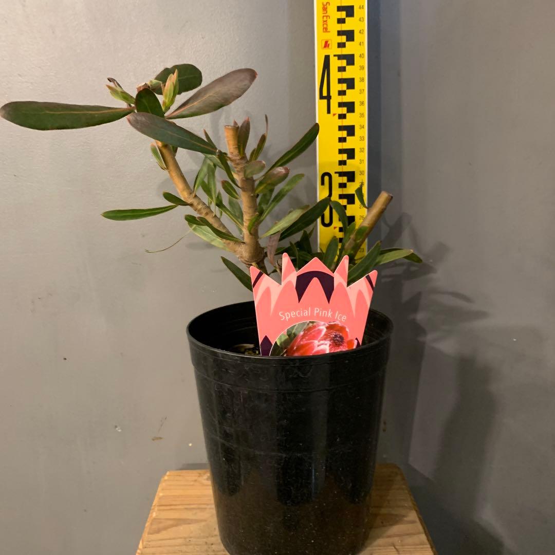 プロテア スペシャルピンクアイス 3