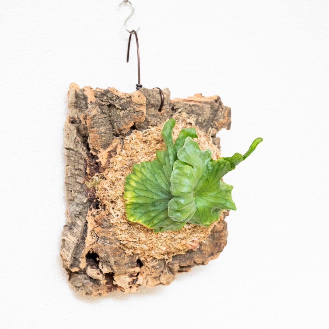 ビカクシダ　ワンダエ　ドワーフ(TC) コルク付けd