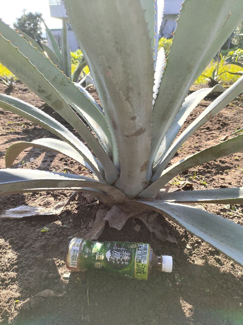 アガベ　アメリカーナ　アオノリュウゼツラン　大株