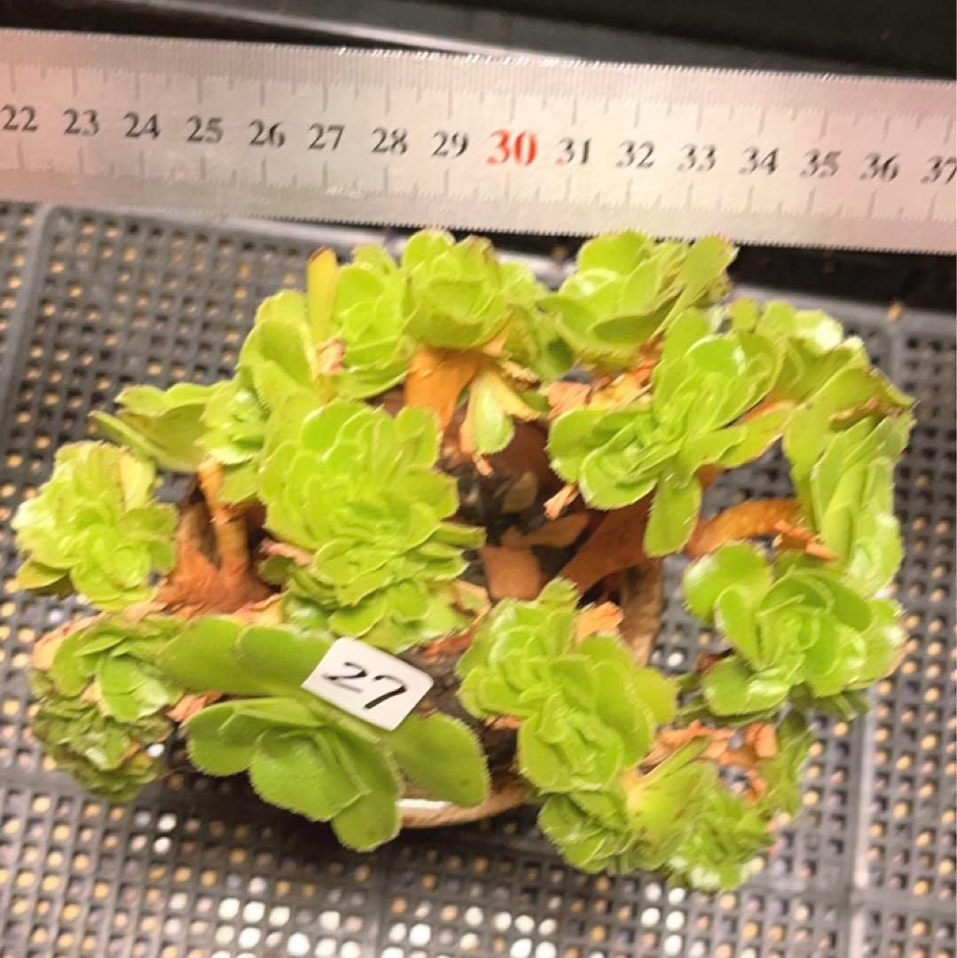27#多肉植物 アエオニウム ❤️小葉香炉皿法師セッカ❤️15cm!拔き苗！