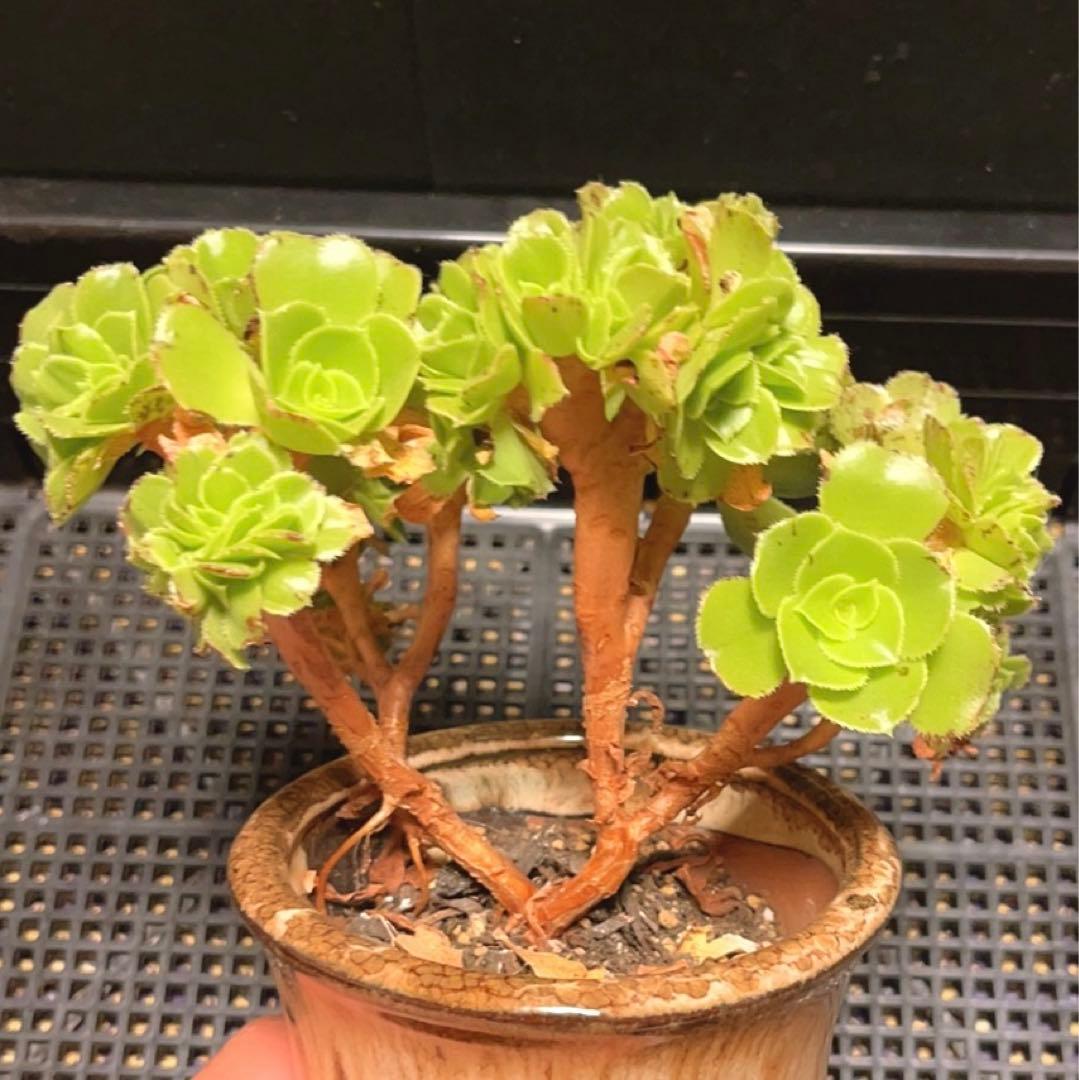 27#多肉植物 アエオニウム ❤️小葉香炉皿法師セッカ❤️15cm!拔き苗！