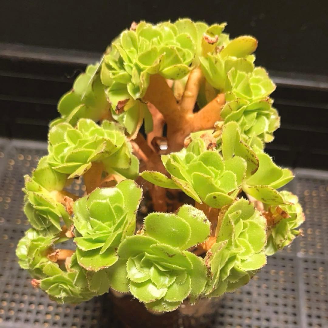 27#多肉植物 アエオニウム ❤️小葉香炉皿法師セッカ❤️15cm!拔き苗！