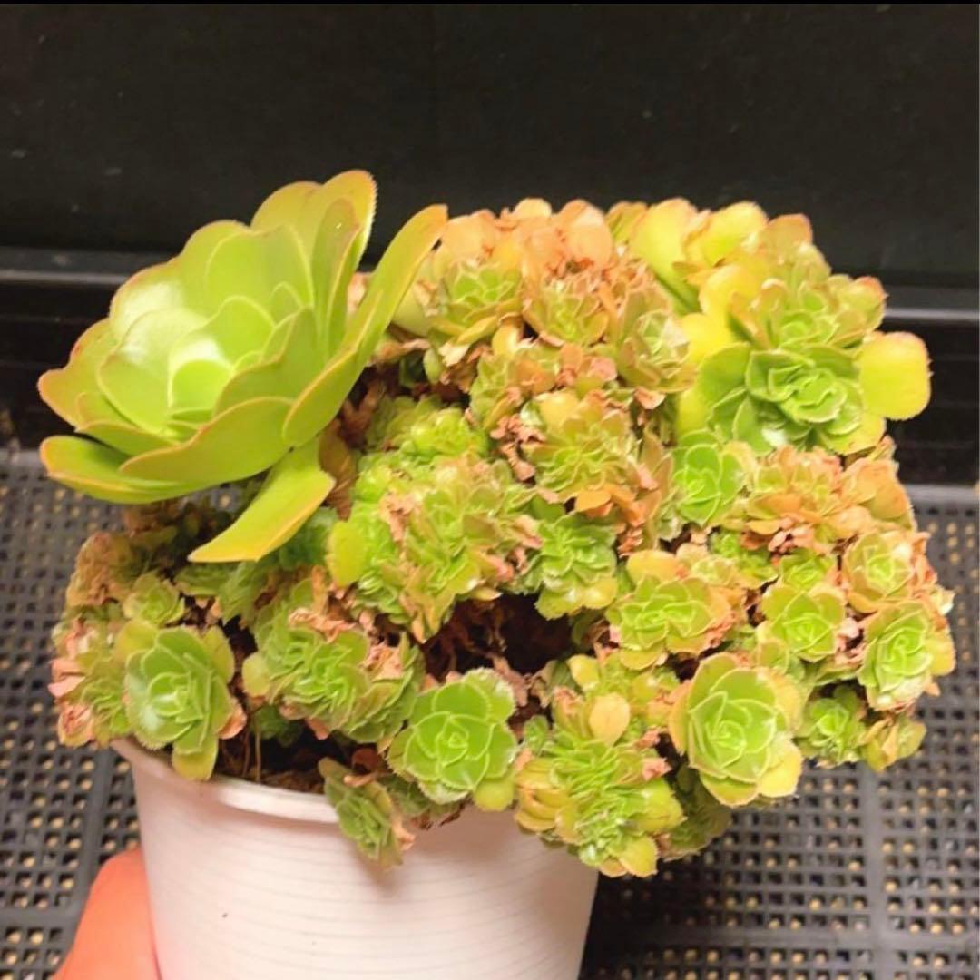 27#多肉植物 アエオニウム ❤️小葉香炉皿法師セッカ❤️15cm!拔き苗！