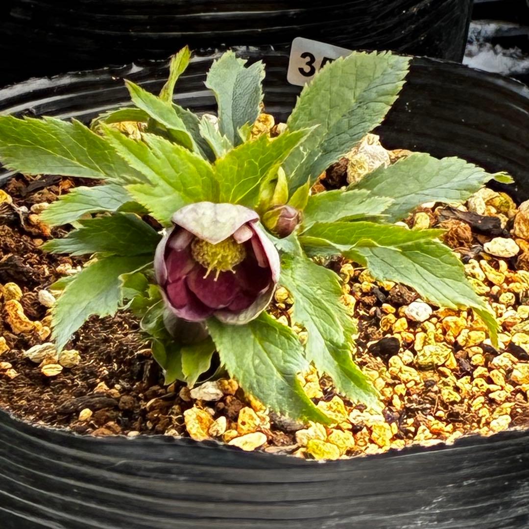 y*y様 3580☘️蕾花付き☘️渋カワユイ⭐️超小輪⭐️コロコロ⭐️超コンパク