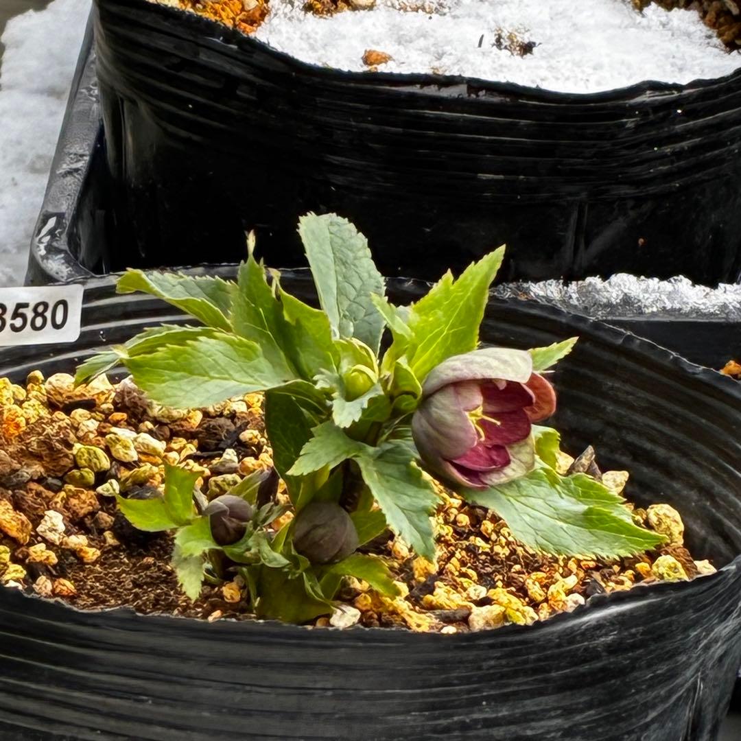 y*y様 3580☘️蕾花付き☘️渋カワユイ⭐️超小輪⭐️コロコロ⭐️超コンパク