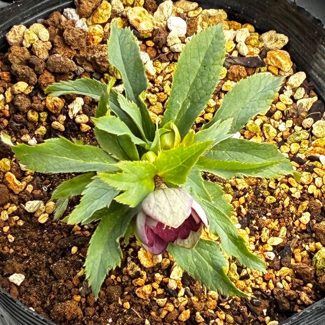 y*y様 3580☘️蕾花付き☘️渋カワユイ⭐️超小輪⭐️コロコロ⭐️超コンパク