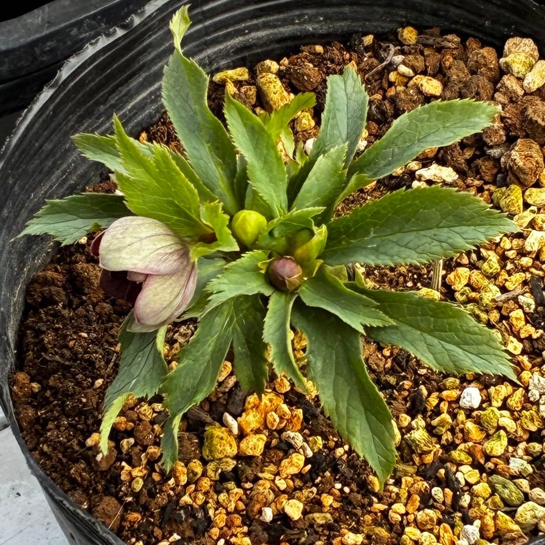 y*y様 3580☘️蕾花付き☘️渋カワユイ⭐️超小輪⭐️コロコロ⭐️超コンパク