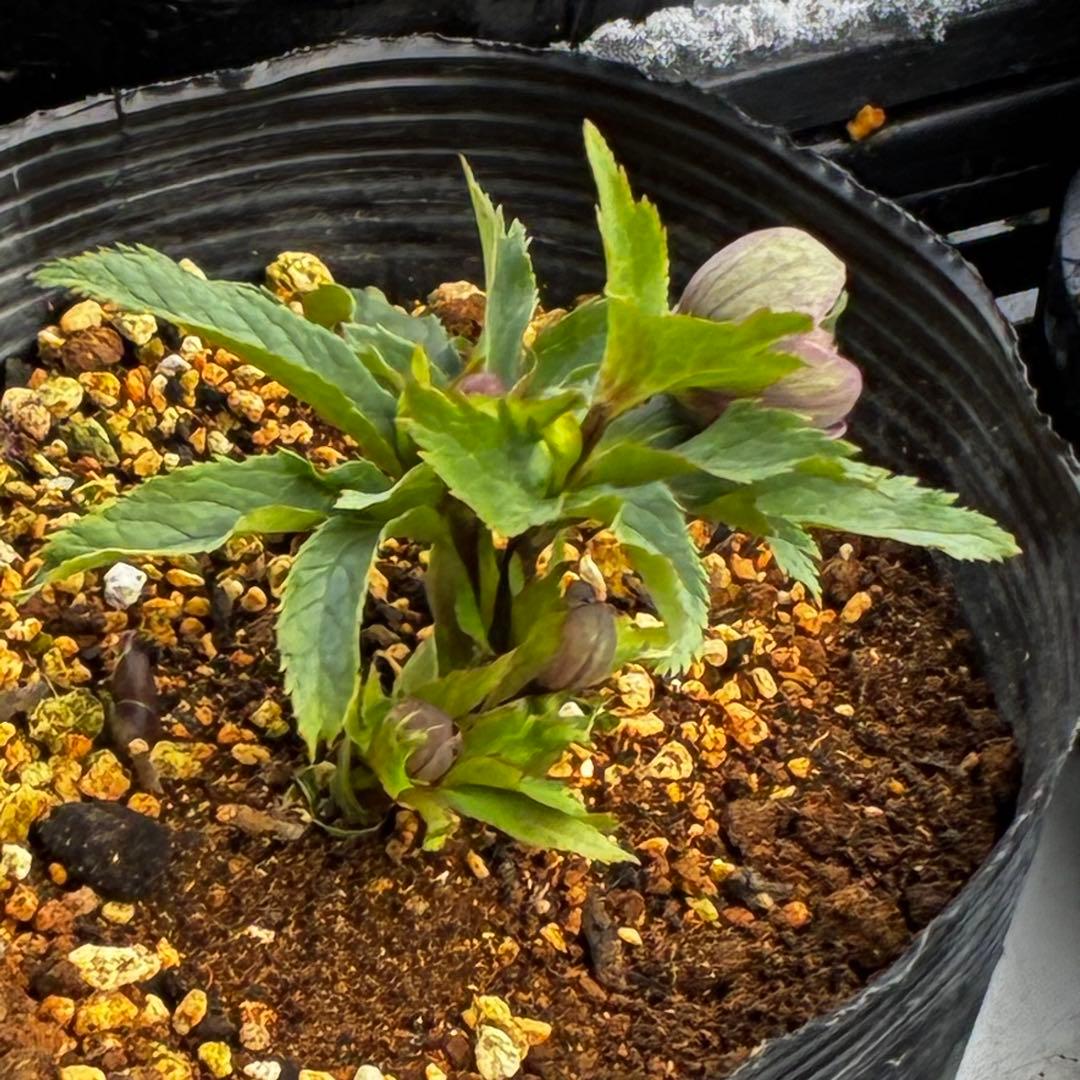 y*y様 3580☘️蕾花付き☘️渋カワユイ⭐️超小輪⭐️コロコロ⭐️超コンパク