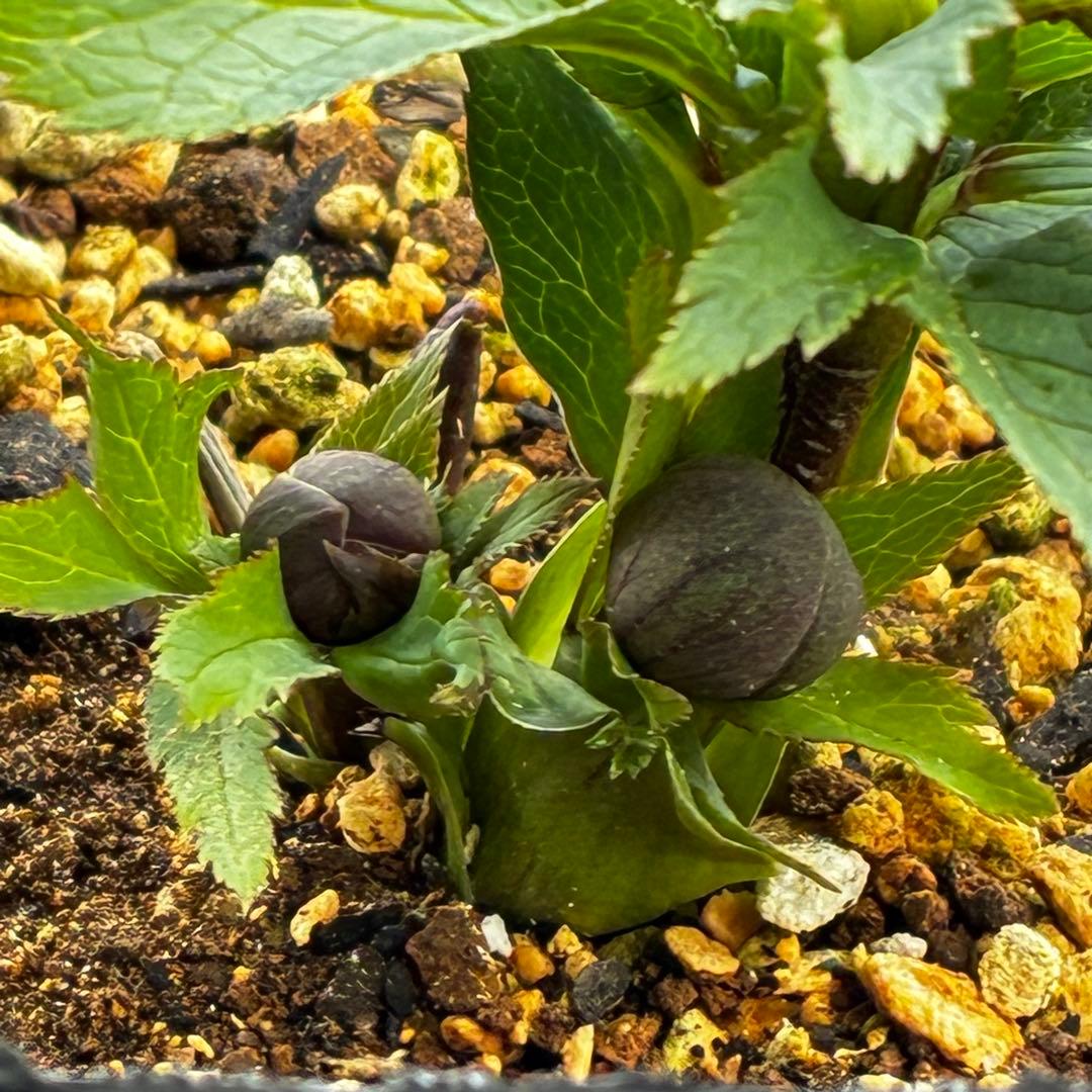 y*y様 3580☘️蕾花付き☘️渋カワユイ⭐️超小輪⭐️コロコロ⭐️超コンパク