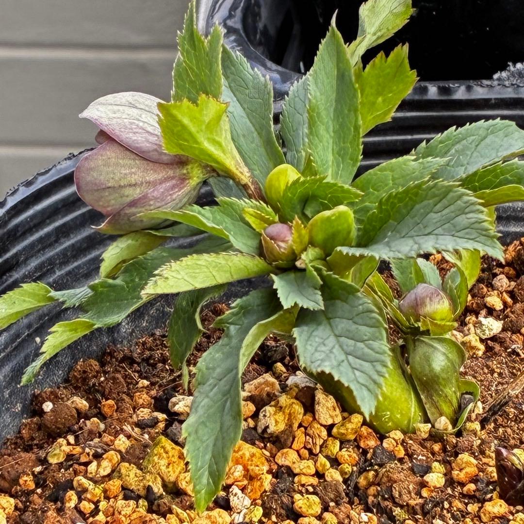 y*y様 3580☘️蕾花付き☘️渋カワユイ⭐️超小輪⭐️コロコロ⭐️超コンパク