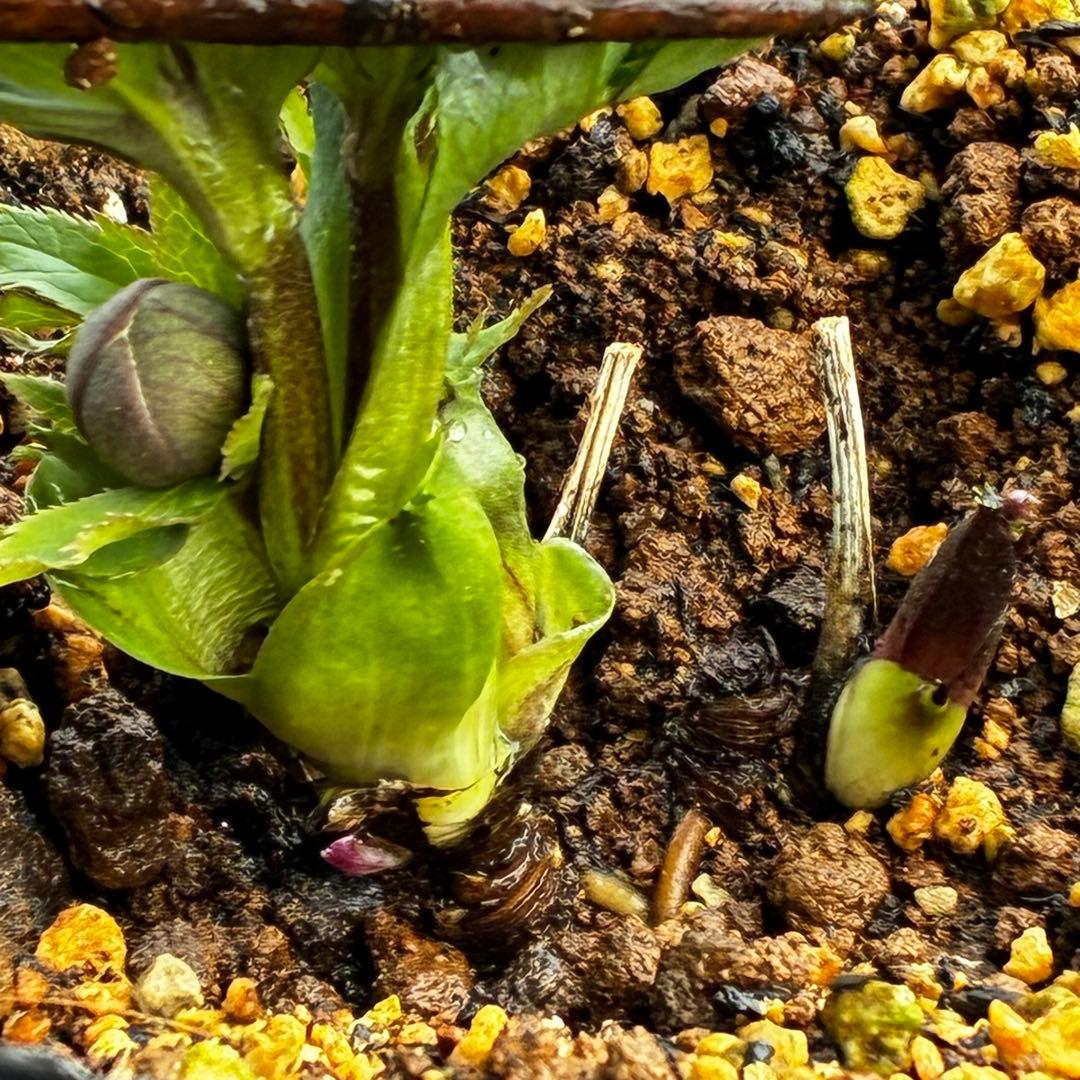 y*y様 3580☘️蕾花付き☘️渋カワユイ⭐️超小輪⭐️コロコロ⭐️超コンパク