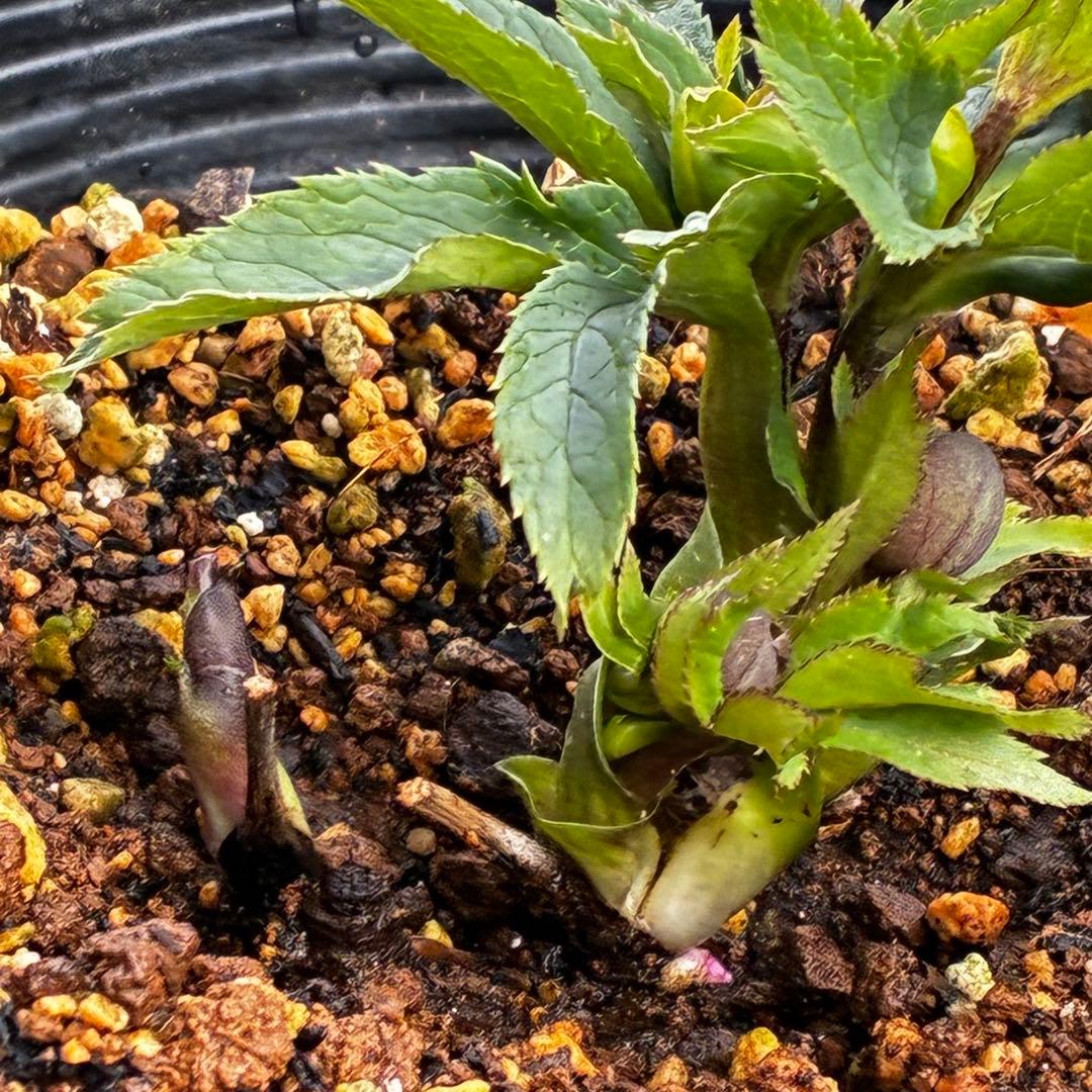 y*y様 3580☘️蕾花付き☘️渋カワユイ⭐️超小輪⭐️コロコロ⭐️超コンパク