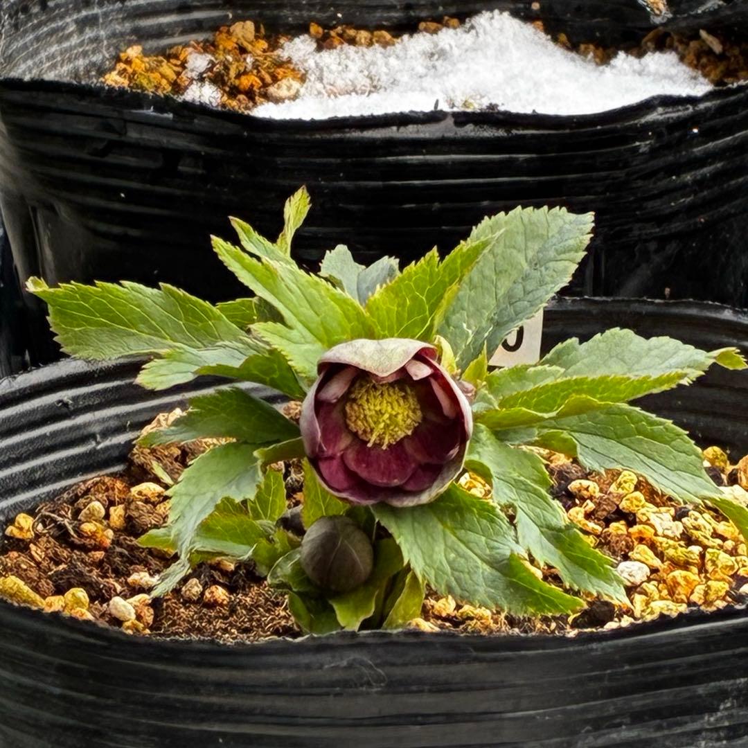 y*y様 3580☘️蕾花付き☘️渋カワユイ⭐️超小輪⭐️コロコロ⭐️超コンパク