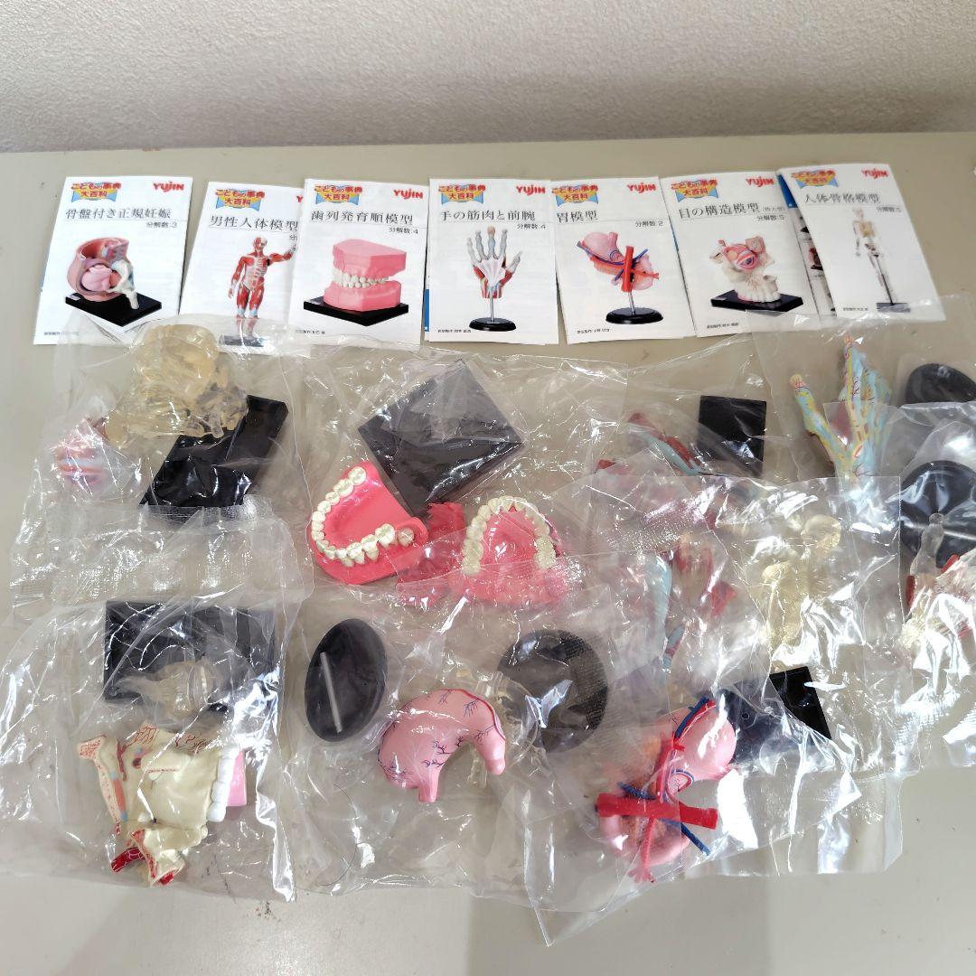 カプセルトイ　ユージン　yujin こどもの図鑑　人体解剖図鑑　2