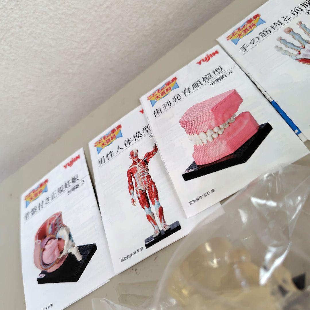 カプセルトイ　ユージン　yujin こどもの図鑑　人体解剖図鑑　2