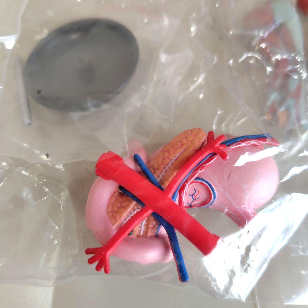 カプセルトイ　ユージン　yujin こどもの図鑑　人体解剖図鑑　2