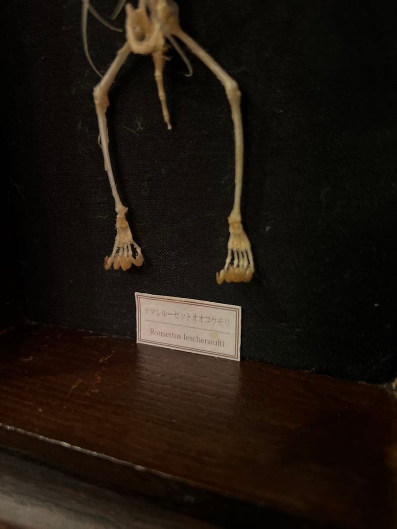骨格標本　コウモリ