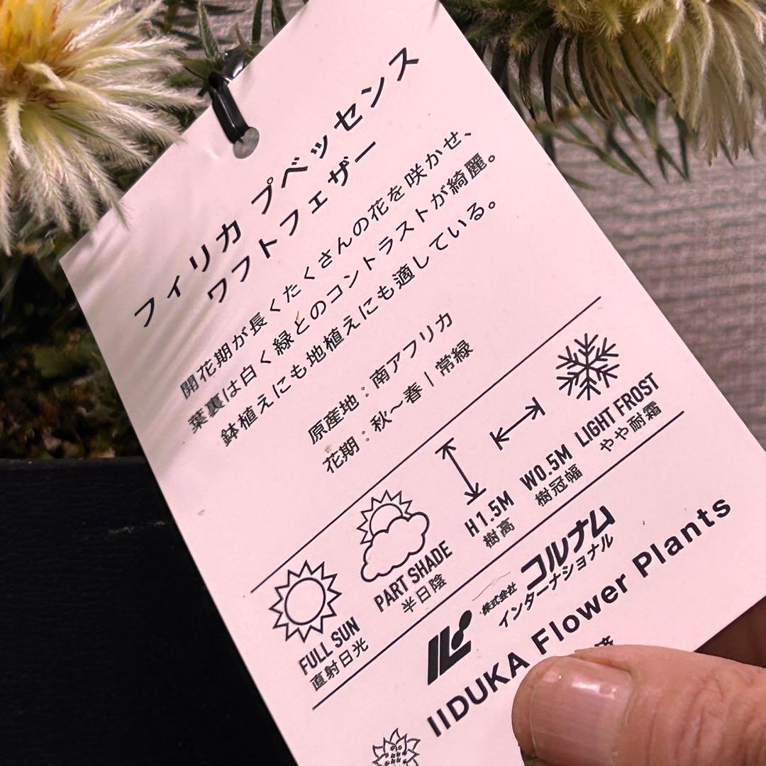 フィリカ　プベッセンス　ワフトフェザー　オージープランツ　美株302番