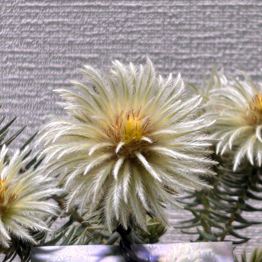 フィリカ　プベッセンス　ワフトフェザー　オージープランツ　美株302番