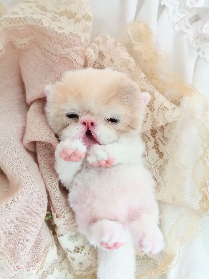 生後15日♡子猫ちゃん♡ミルクちょ～だい♡アートドール♡ぬいぐるみ♡むぎゅサイズ