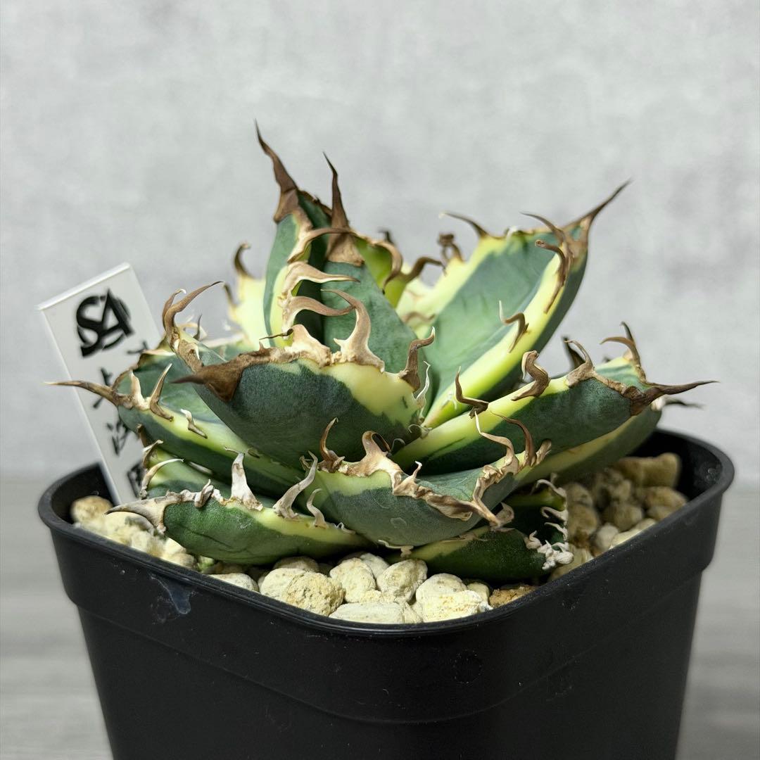 ⭐︎特選美株⭐︎ アガベ ”シーザー錦”凱旋 覆輪斑 広短葉低重心 強鋸棘