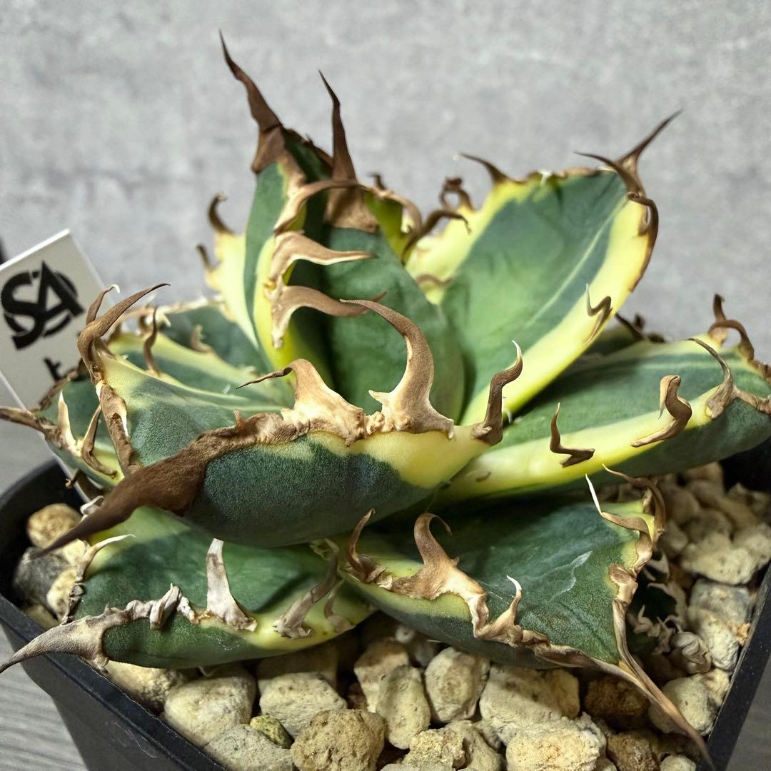 ⭐︎特選美株⭐︎ アガベ ”シーザー錦”凱旋 覆輪斑 広短葉低重心 強鋸棘