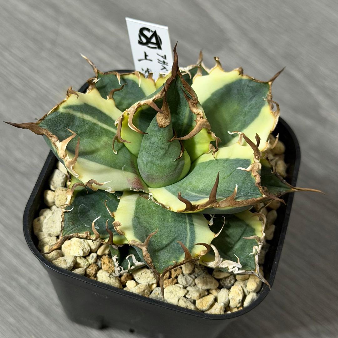 ⭐︎特選美株⭐︎ アガベ ”シーザー錦”凱旋 覆輪斑 広短葉低重心 強鋸棘