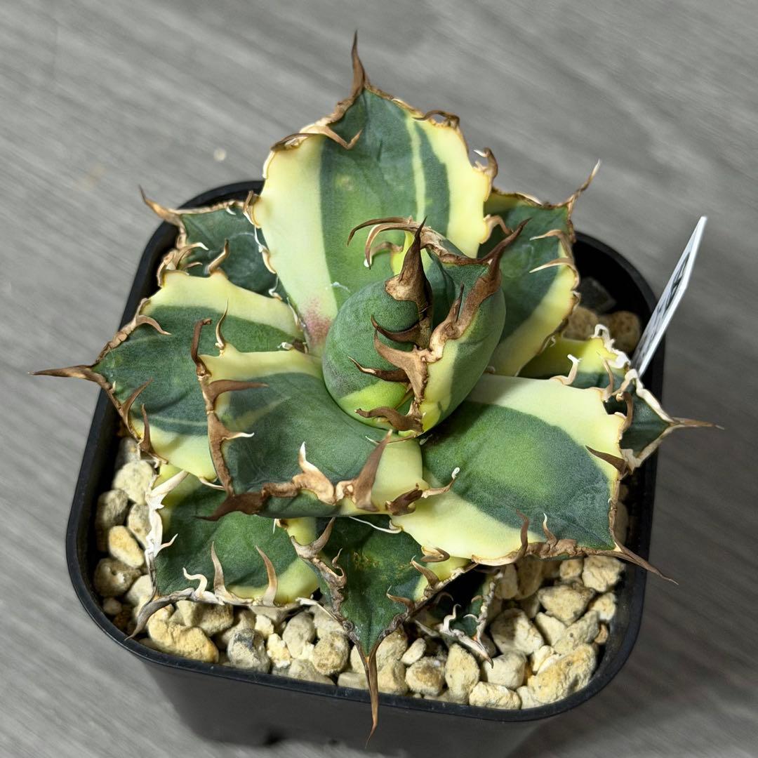 ⭐︎特選美株⭐︎ アガベ ”シーザー錦”凱旋 覆輪斑 広短葉低重心 強鋸棘