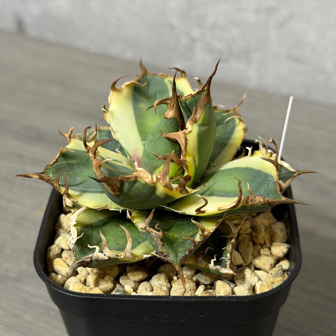 ⭐︎特選美株⭐︎ アガベ ”シーザー錦”凱旋 覆輪斑 広短葉低重心 強鋸棘