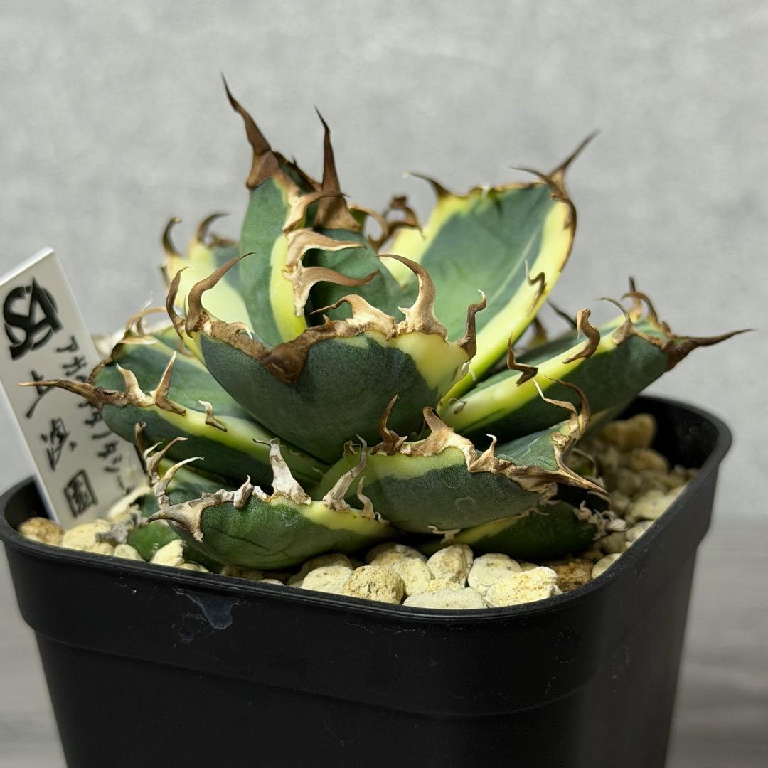 ⭐︎特選美株⭐︎ アガベ ”シーザー錦”凱旋 覆輪斑 広短葉低重心 強鋸棘