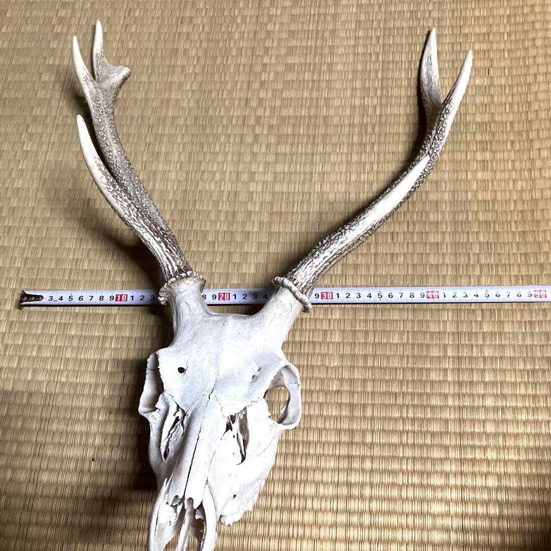 鹿の角　スカル　シカのツノ