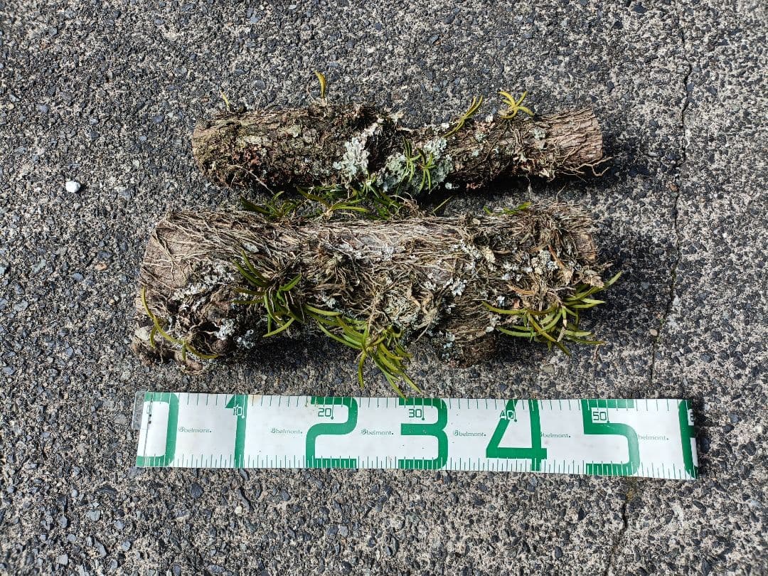 風蘭　富貴蘭　ふうらん　柿の木に着生した株2株④