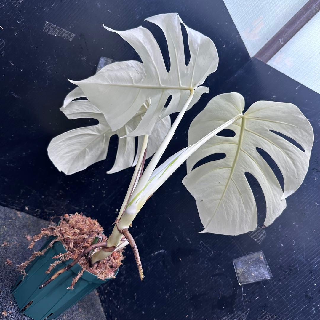 ふ*る様 斑入りモンステラ極上ホワイトタイガーフルムーン4号鉢植え発根済み