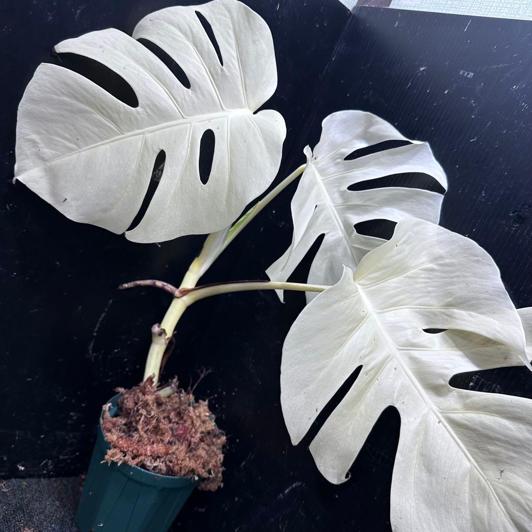 ふ*る様 斑入りモンステラ極上ホワイトタイガーフルムーン4号鉢植え発根済み