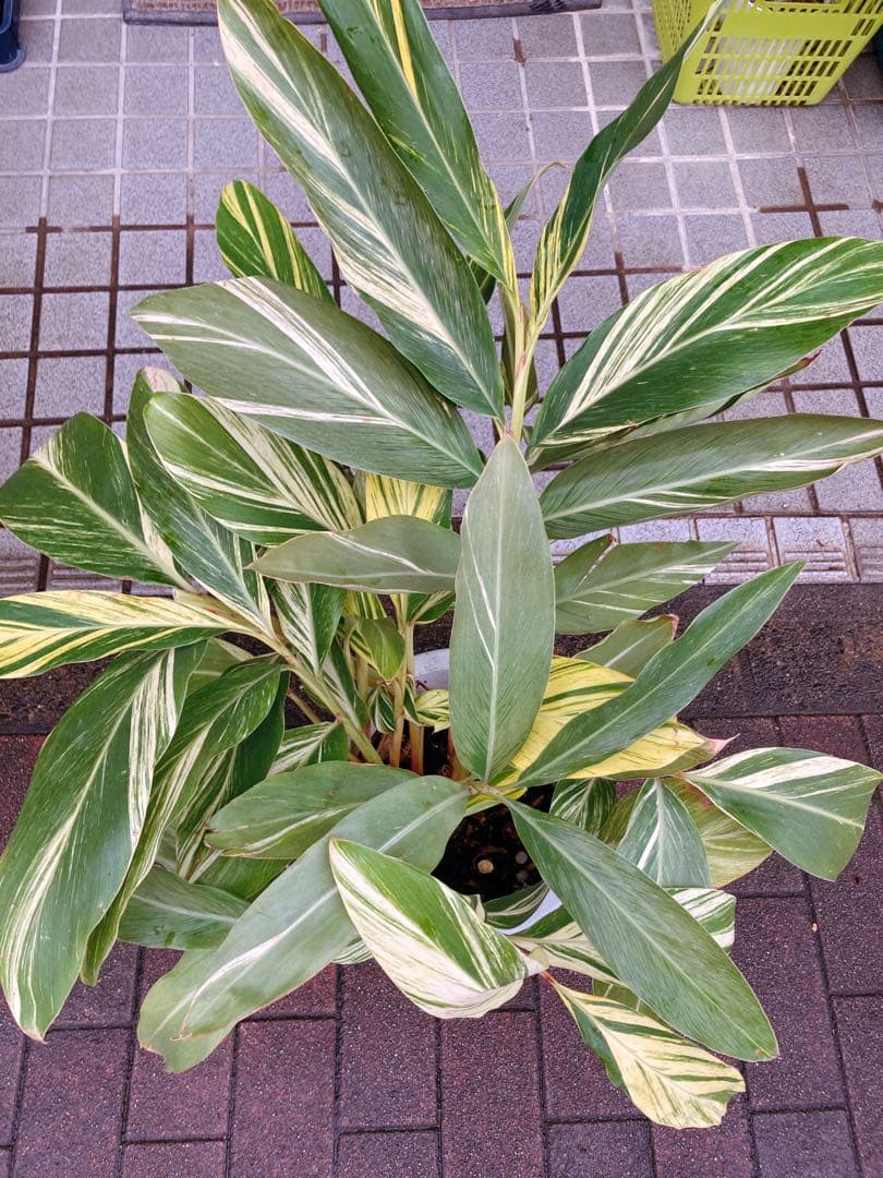 斑入り月桃(ゲットウ) シェル・ジンジャー　希少　送料無料