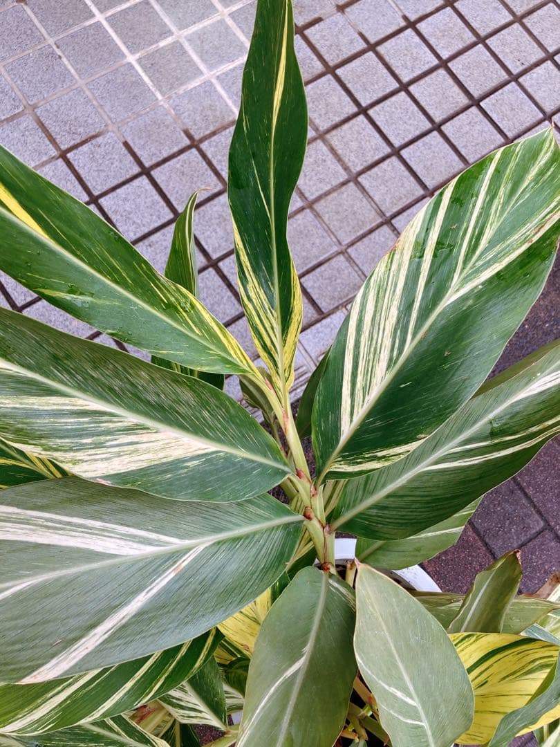 斑入り月桃(ゲットウ) シェル・ジンジャー　希少　送料無料