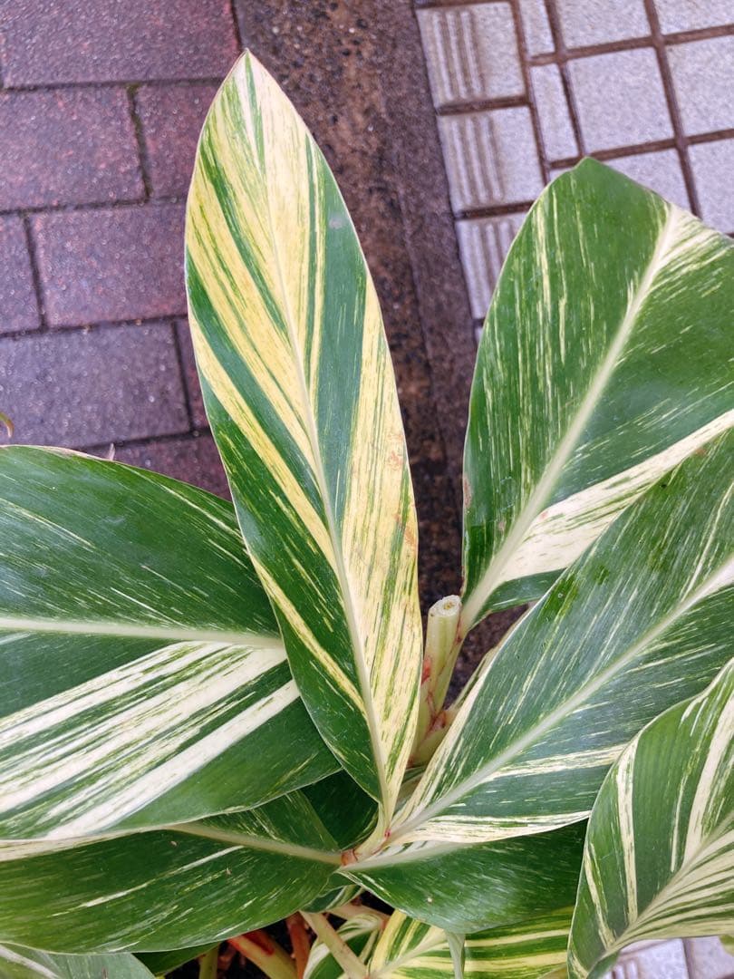 斑入り月桃(ゲットウ) シェル・ジンジャー　希少　送料無料