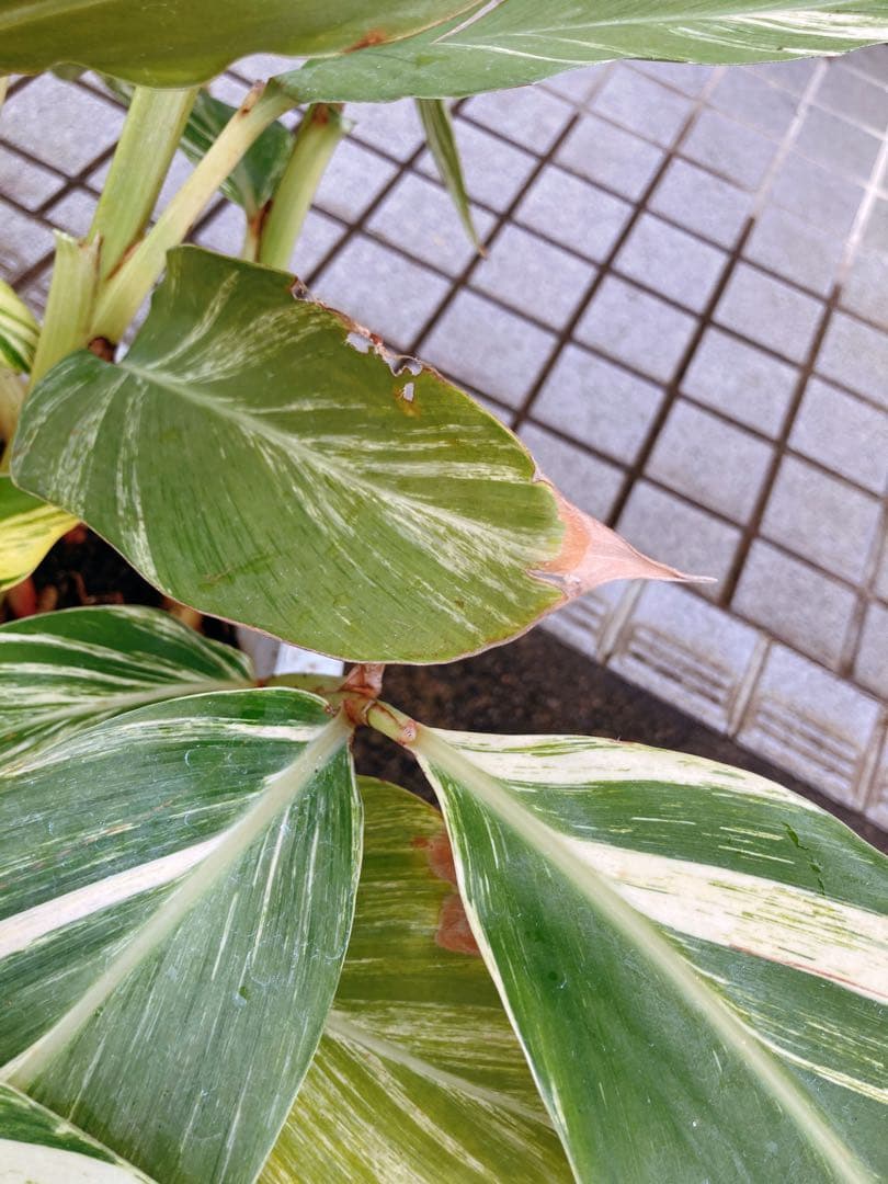 斑入り月桃(ゲットウ) シェル・ジンジャー　希少　送料無料